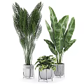 Various Types Of Green Leafy Potted Plants In Decorative Silver And Textured Pots