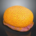 Intricate Brain Coral With Yellow Patterns On Pink Orange Base Structure 3d model