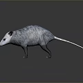 Realistic Opossum With White Face Gray Fur And Long Tail On Gray Background