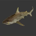 Realistic Shark Model With Pinkish Brown Body Sharp Fins And Reflection 3d model