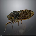 Detailed Cicada With Transparent Brown Textured Wings And Segmented Body On Dark Background