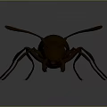 Detailed Black Ant With Long Antennae And Segmented Body On Dark Background