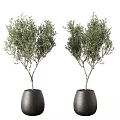 Elegant Bonsai Potted Plants With Lush Green Foliage In Black Ceramic Pots