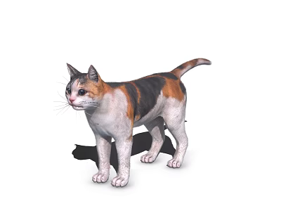 Calico Cat With White Black Orange Fur Standing On White Background With Shadow 3d model