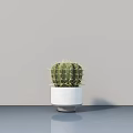 Cactus Bonsai Plant in White Concrete Pot on Reflective Gray Tabletop Against Gray Wall