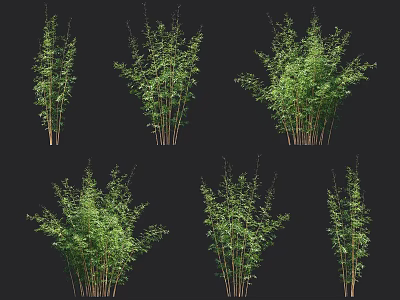 Various Bamboo Plants With Different Growth Forms 3d model