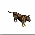 Realistic Tiger 3D Model Featuring Striped Fur And Standing Posture 3d model