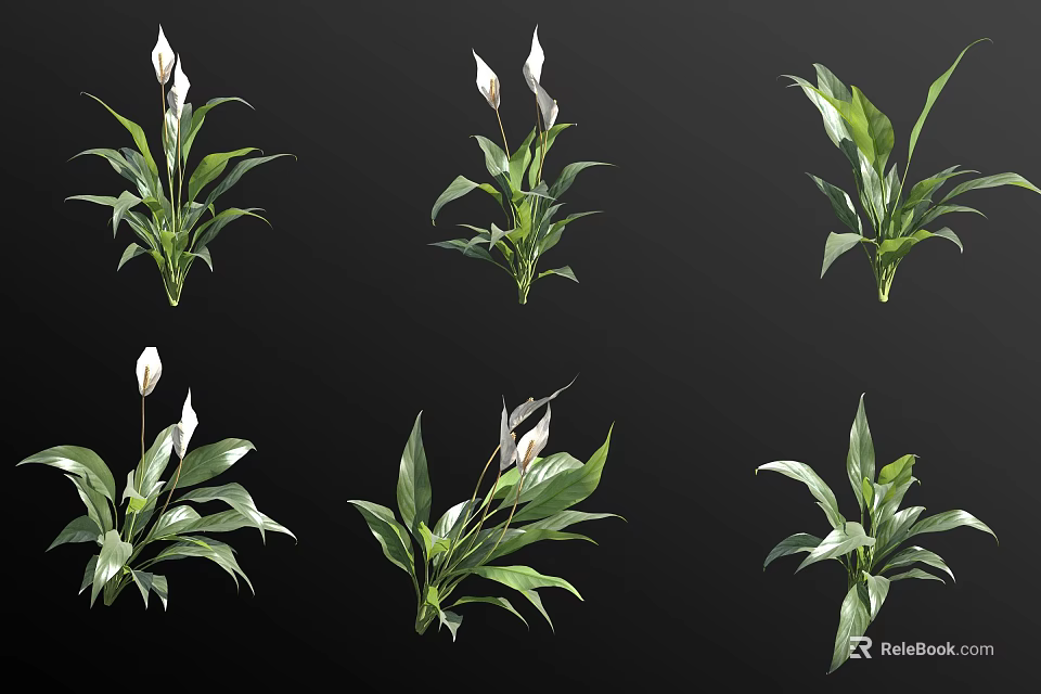 Green Leafy Indoor Plants With White Flowers In Multiple Potted Displays 3d model 
