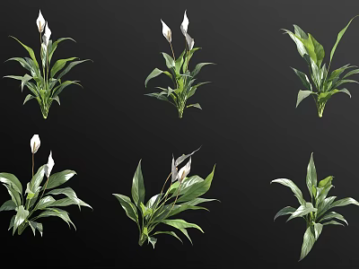 Green Leafy Indoor Plants With White Flowers In Multiple Potted Displays 3d model