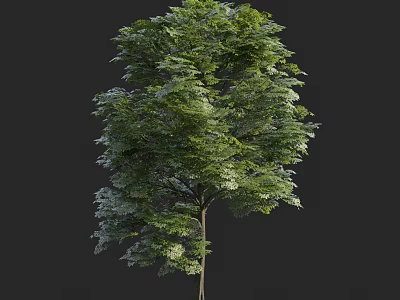 Tall Arbor With Lush Green Foliage And Strong Tree Trunk 3d model