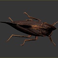 cicada cicada cicada shell golden cicada 3d model