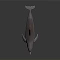 Spotting Dolphin Cartoon Dolphin Animation Dolphin Animation Dolphin Animation Character Game Character 3d model