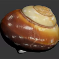 Orange and White Spiral Conch with Reflection on Dark Background