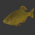 Brown And Black Fish With Shiny Scales Distinct Fins And Large Eyes
