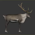 Brown And White Reindeer With Large Golden Antlers Standing On Dark Background
