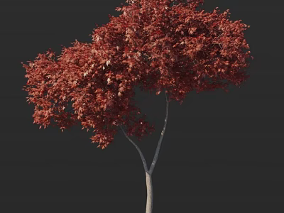 Lush Red Leaf Arbor With Light Colored Trunk Against Dark Background 3d model