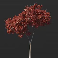 Lush Red Leaf Arbor With Light Colored Trunk Against Dark Background 3d model