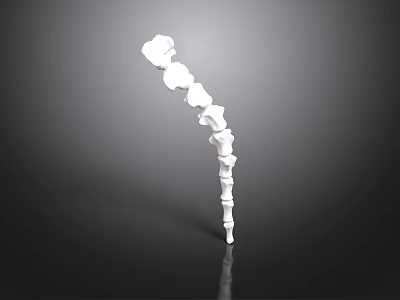 3D Rendered Human Spine Skeletal Model With Vertebrae Structure And Details 3d model