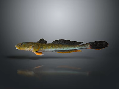 Yellowish Green And Black Fish With Orange Fins Sleek Body And Long Tail 3d model