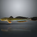 Yellowish Green And Black Fish With Orange Fins Sleek Body And Long Tail