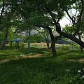 Scenic Natural Landscape With Lush Foliage Green Grass White Flowers And Gazebo In Peaceful Park
