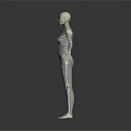 Medical Device 3D Human Anatomical Model with Skeleton and Muscle Structure for Medical Education
