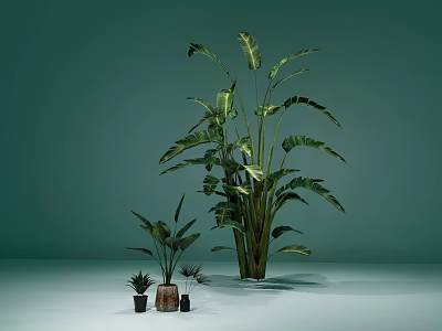 Large And Small Leafy Potted Plants Display With Green Leaves On Light Green Background 3d model