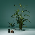 Large And Small Leafy Potted Plants Display With Green Leaves On Light Green Background
