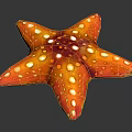 Starfish Shaped Orange Red Food With White Spots And Glossy Surface On Black Background