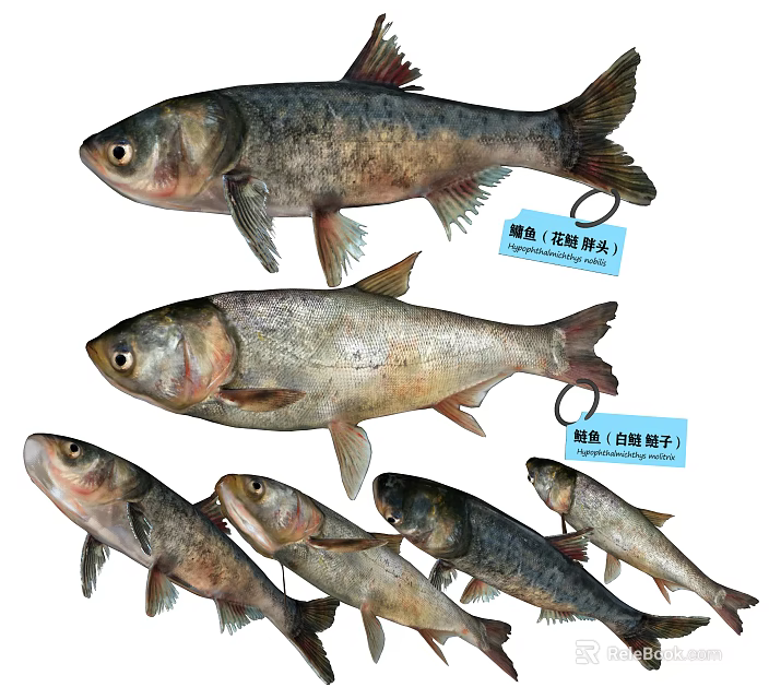Various Freshwater Aquatic Animals Including Bighead Carp And Silver Carp Species 3d model 