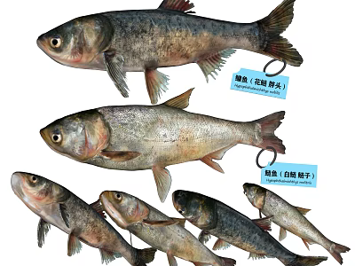 Various Freshwater Aquatic Animals Including Bighead Carp And Silver Carp Species 3d model