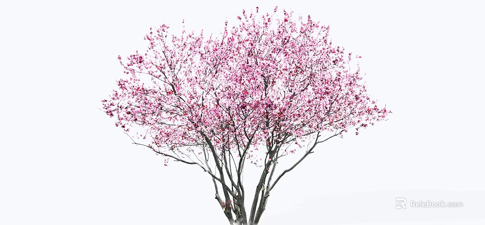Lush Vibrant Arbor With Pink Blossoms On Branches Against White Background 3d model 