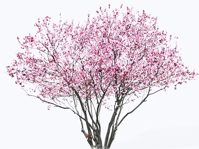 Lush Vibrant Arbor With Pink Blossoms On Branches Against White Background 3d model