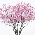 Lush Vibrant Arbor With Pink Blossoms On Branches Against White Background