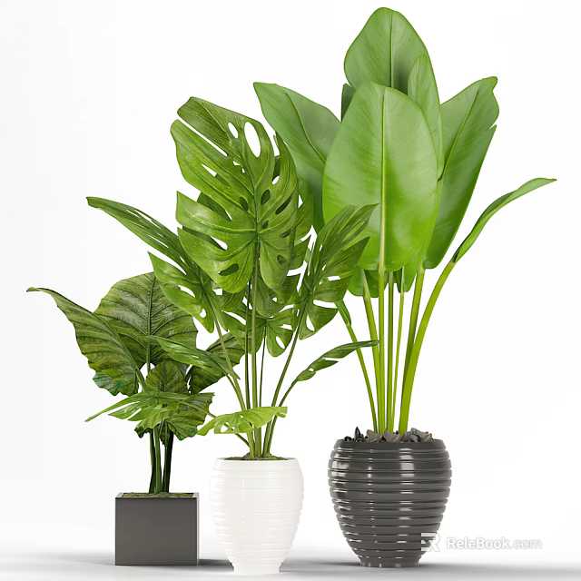 Green Leafy Potted Plants With Large Tropical Leaves In Ceramic Planters 3d model 