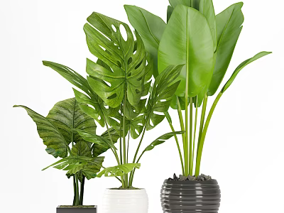 Green Leafy Potted Plants With Large Tropical Leaves In Ceramic Planters 3d model