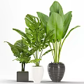 Green Leafy Potted Plants With Large Tropical Leaves In Ceramic Planters