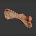 Detailed Bone Specimen Displaying Ivory White Surface And Brown Textural Details 3d model