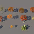 Various Colored Autumn Trees With Different Species Foliage And Natural Shadows