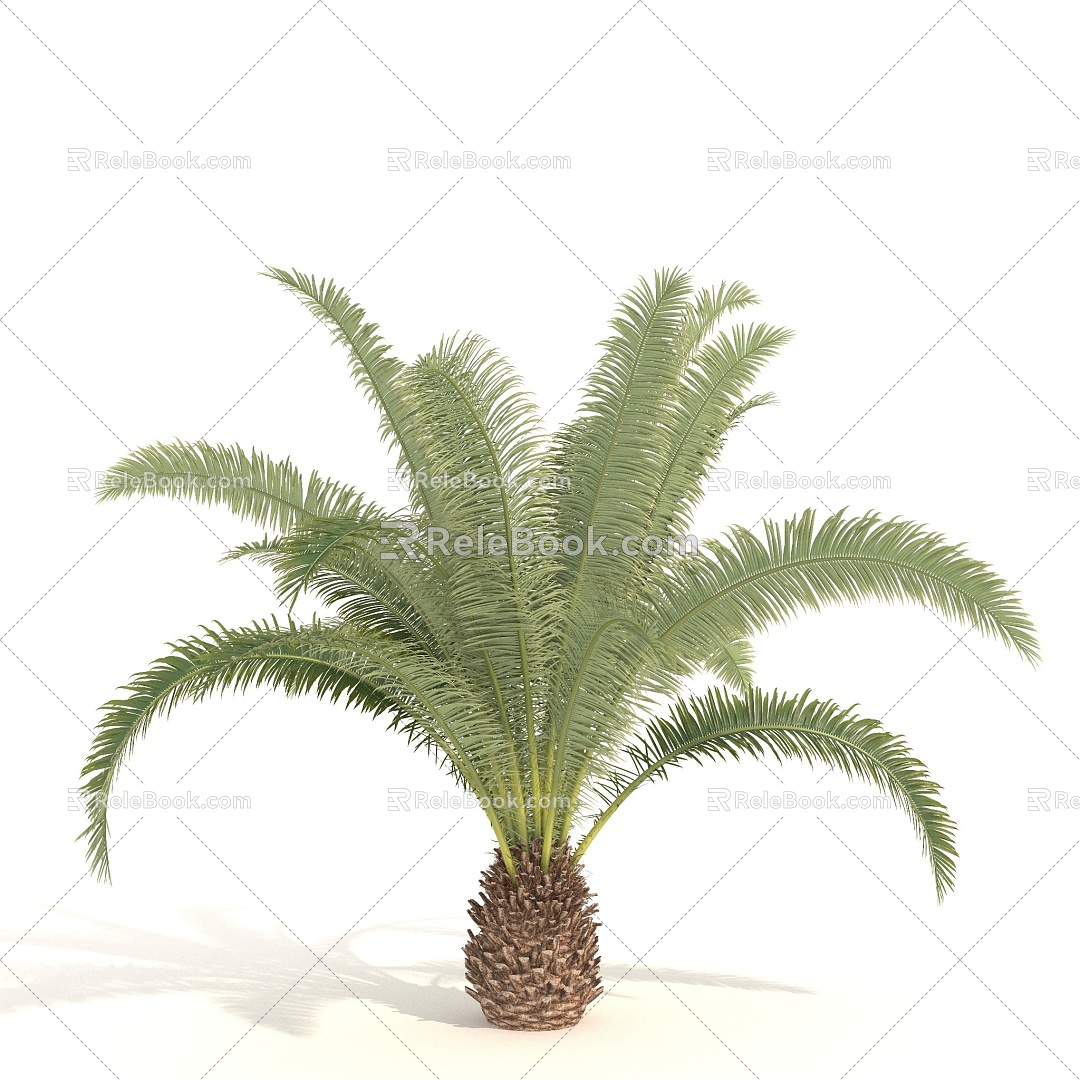 Tropical Tree Coconut Tree Palm Tree 3d model