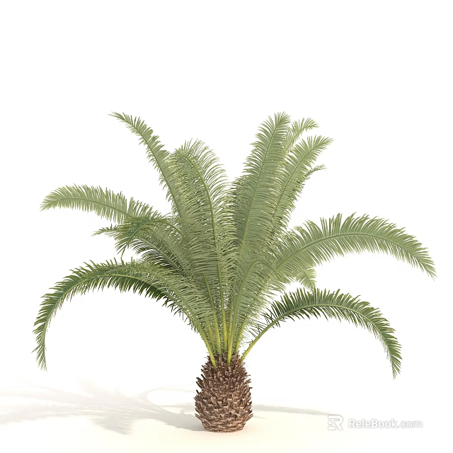 Lush Tropical Palm Tree With Feather Like Leaves And Woody Trunk Isolated On White Background 3d model 