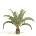 Tropical Tree Coconut Tree Palm Tree 3d model