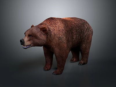 Modern Bear Brown Bear Polar Bear Wild Bear 3d model