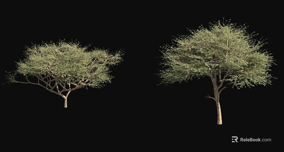 Two Arbor Trees With Lush Green Foliage And Straight Trunks On Black Background 3d model 