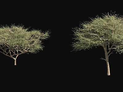 Two Arbor Trees With Lush Green Foliage And Straight Trunks On Black Background 3d model