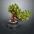 Bonsai Plant With Green Leaves And Brown Trunk In Gray Pot With Small Stones