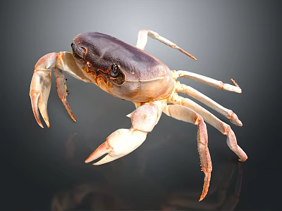 Fresh Crab With Purple Brown Shell And Light Colored Claws On Dark Smooth Surface 3d model