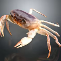 Fresh Crab With Purple Brown Shell And Light Colored Claws On Dark Smooth Surface