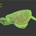 Colorful Sea Turtle with Red and Orange Shell Pattern Head and Limbs on Dark Background 3d model