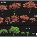 Different Arbor Varieties With Jizhua Maple Coniferous Maple Various Sizes Green Red Leaves